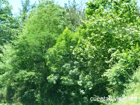 Bosque en Aizkorri-Aratz (Gipuzkoa)